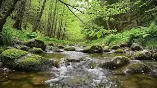 Beautiful Tropical Forest Stream with Birdsong, Nature Sounds for Sleep, Focus, Meditation