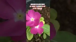 So many flowers in my little garden #music #song #bollywoodsongs #bollywood #hindisong #rainsong #po