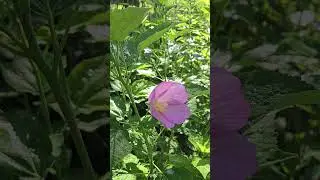 Swamp Rose Mallow#nature #naturelovers #plants #flowers