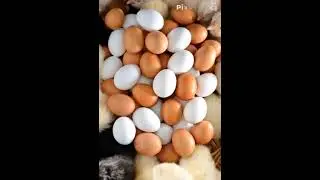 pixverse egg transition chicken 3
