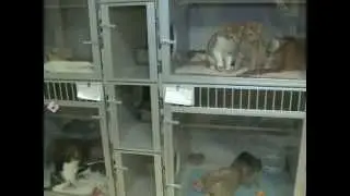 Cats waiting for you at Save-A-Pet