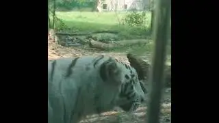 Bengal Tiger  #animals #travel #wildlife #tiger #zoo #cleanenvironment #nature #like #photography
