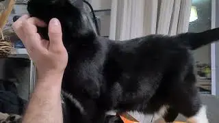 Tuxedo Kitty gets a good scratch stroke