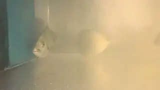 Spottail Pinfish and White Grunt
