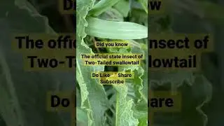Two-Tailed Swallowtail