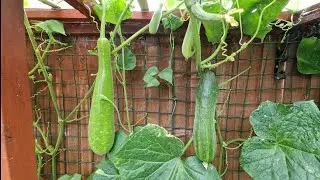 UK Backyard Garden Update 1st August 2025 #growvegetables #vegetablegardening #garden 