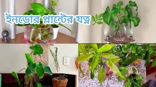 যেভাবে যত্ন নিলে গাছ সব সময় সতেজ থাকবে🌿৷  Indoor plant care. 