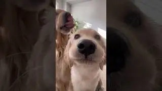 Puppy&rsquo;s first time trying peanut butter 😂 #dogs #dogshorts #puppy #puppies #cutedog #funnyshorts