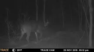 Just a fun Maine Whitetail deer scouting trail cam mashup