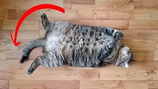 10 Things Cats Do Only When They&rsquo;re Living Their Best Life