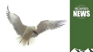 Shooting seagulls: how Natural England has got it wrong