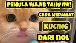PEMULA WAJIB TAHU INI ! CARA MERAWAT KUCING DARI NOL.#kucing #merawatkucing #oyen #imut #lucu #gemes