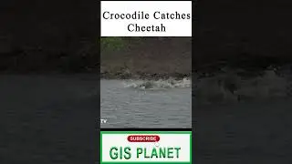 Crocodile Catches Cheetah Short | GIS PLANET