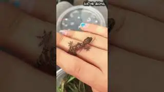 Before & after: Amazing Animal Transformation 🔥 #animaljourney #animals #funny #cute #trending