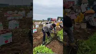 Sweet potato Dafeng #sweet potato #honey potato #high quality agricultural products #agriculture