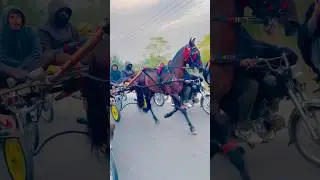 Racing Passion | A Must-Watch for Horse Racing Enthusiasts #blackhorse #ghoda #horse #viralvideo