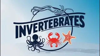 Invertebrates: The Backbone-Less Majority of Animal Life