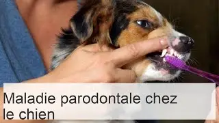 Maladie parodontale chez le chien - Causes, traitement et cons&eacute;quences