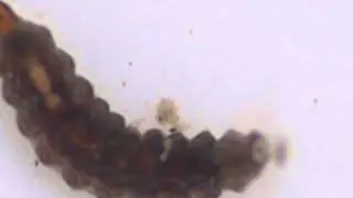 Larve de dipt&egrave;re : Stratiomyidae