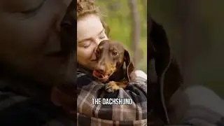 Top 10 Most Popular Dog Breeds Americans are OBSESSED With #dogs #viral #shorts