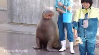 【セイウチふれあいタイム@八景島シーパラダイス】 walrus
