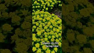 Calgary city| Spring time|flowers|Sunny days#Alberta#Canada