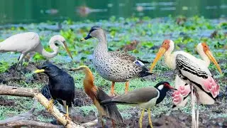 Special activities of birds that live in the lake