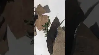 Cute Little Green Caterpillar Crawling On A Leaf #insects #funny #funnyvideo