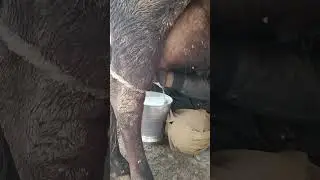 live milking cow | record milking cow of 2026