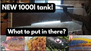 NEW, soon to be, COLD WATER 1000l (264 gallon) AQUARIUM! (Planning stage for livestock)