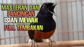 Suara murai batu gacor full isian mewah