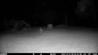 iZeeker iG600 Trail Camera Night Video Example