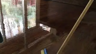 Applying one coat of polyurethane on old hardwood floors