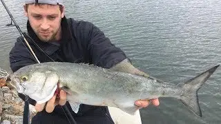 Surf Fishing early May: BLUEFISH!