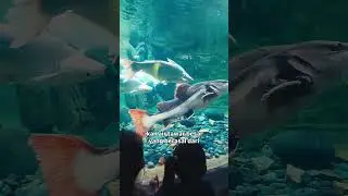 Ikan Lele Ekor Merah #amazing #animals