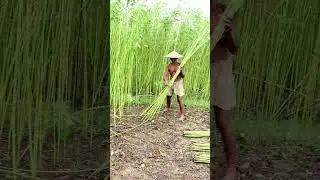 Jute Harvesting #shorts