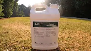 What to do After Sand Leveling // Zenith Zoysia // Liquid Fertilizer for Summer