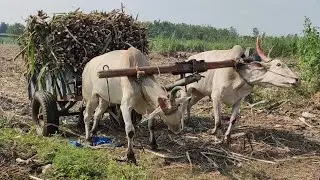 Bullockcart | Bullock racing video| Bullock no man drive| self drive Bullockcart