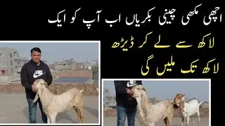 اچھی مکھی چینی بکریاں اب آپ کو ایک لاکھ سے لے کر ڈیڑھ لاکھ تک ملیں گی 