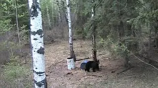 Canadian Black Bear Hunt