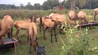 Elk cows talking