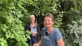 Sammelbrutableger bilden - Live von Pias Bienenstand - 7.5.
