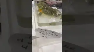 Giant African Bullfrog and his Babies 😲 #giantbullfrog #africanfrog #bullfrog