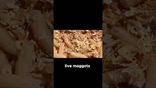 Cheese with Live Maggots? Meet Kazu Marzu from Italy! 🧀