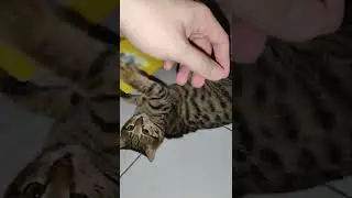 jarbie