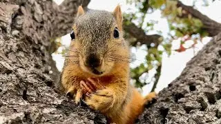 Squirrel Baby Mini and her one handed eating talent 