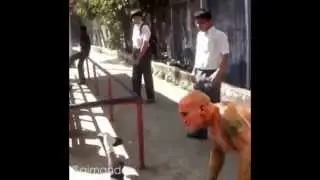OUTTA NOWHERE - Randy Orton RKO, Sweet Chin Music, Stunner Compilation Vines