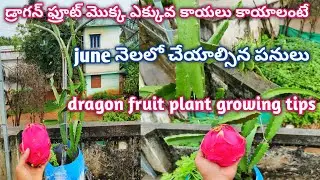 డ్రాగన్ ఫ్రూట్ మొక్క కు జూన్ నెలలో ఈ టిప్స్ పాటించండి |Dragon fruit plant growing tips