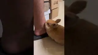 Some Adorable Rabbits #amazing #bunny #rabbit #pets #animals #shorts #usa