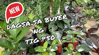 DAGSA SA BUYER NG TIG P50 #PLANTFAIRYVLOGS